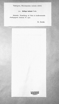 Sphacelotheca ischaemi image